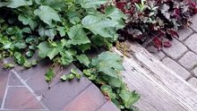 Do your cats like such hideouts? :) #cats #funnycats #catlovers #garden