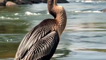 Oriental darter of India real documentry video