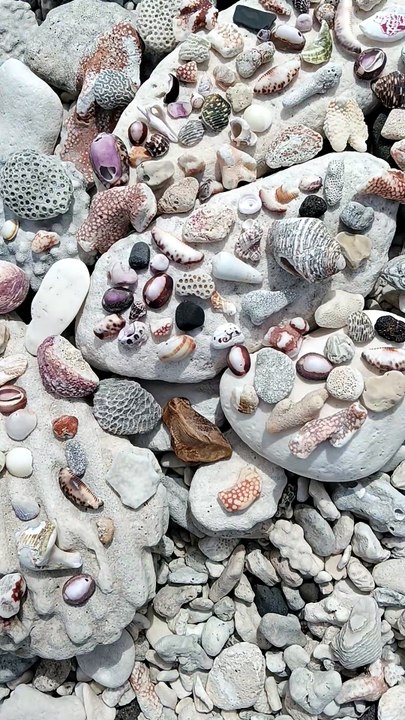 Sea shell collection Cook Islands