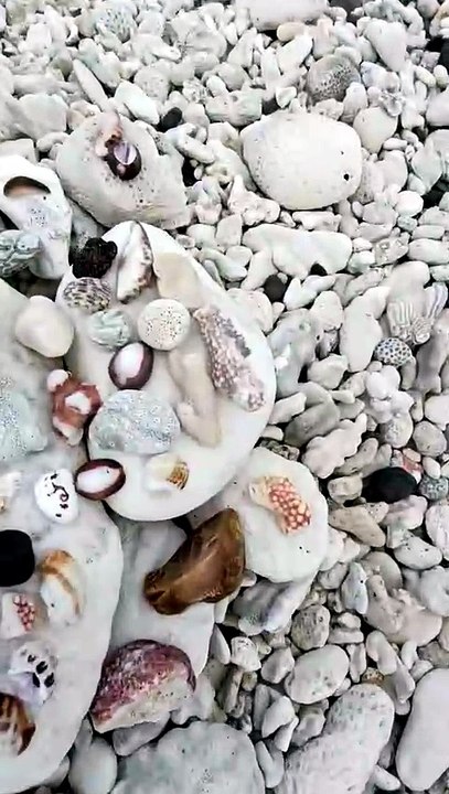 Sea shell collection Cook Islands Rarotonga
