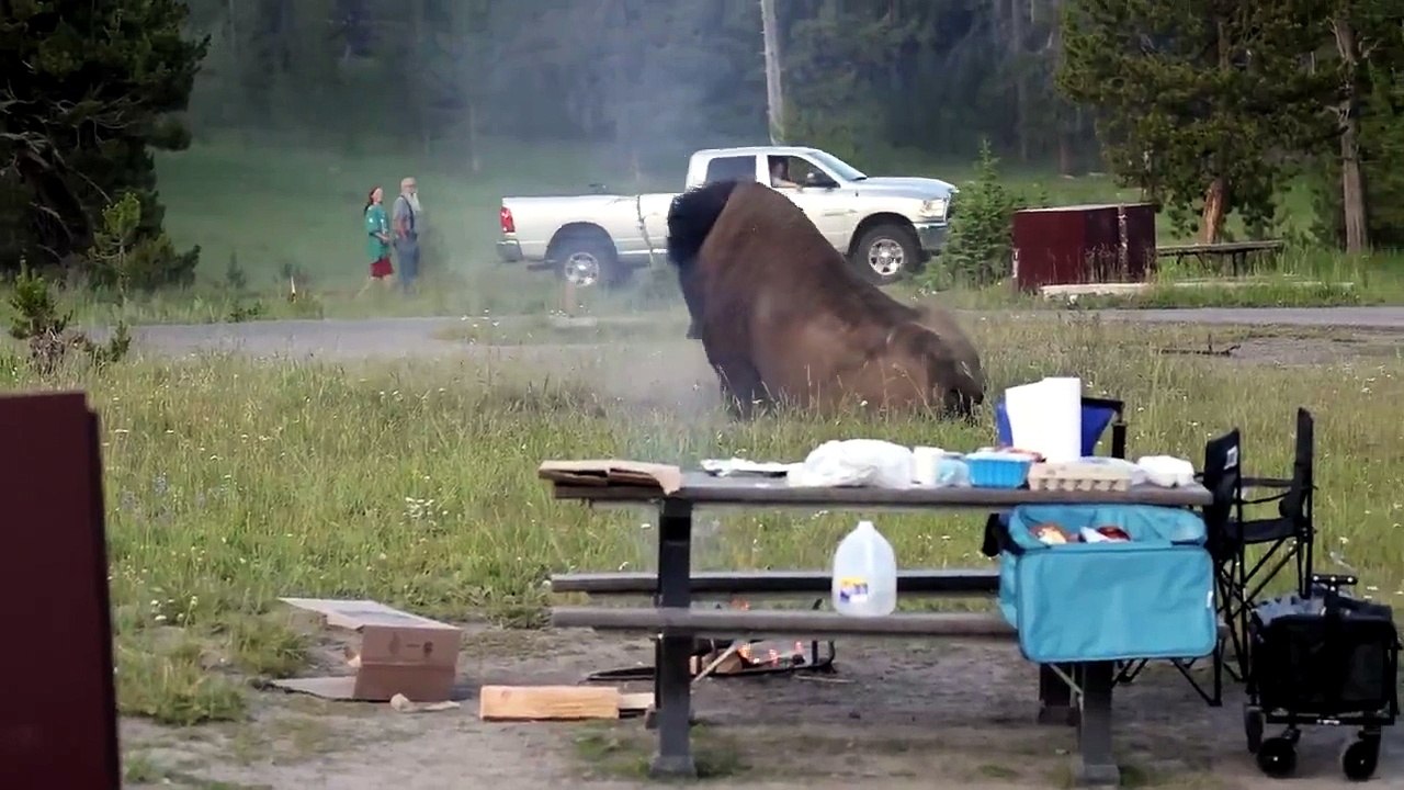 bisonte