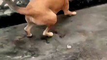 Princess Kottu fastest running