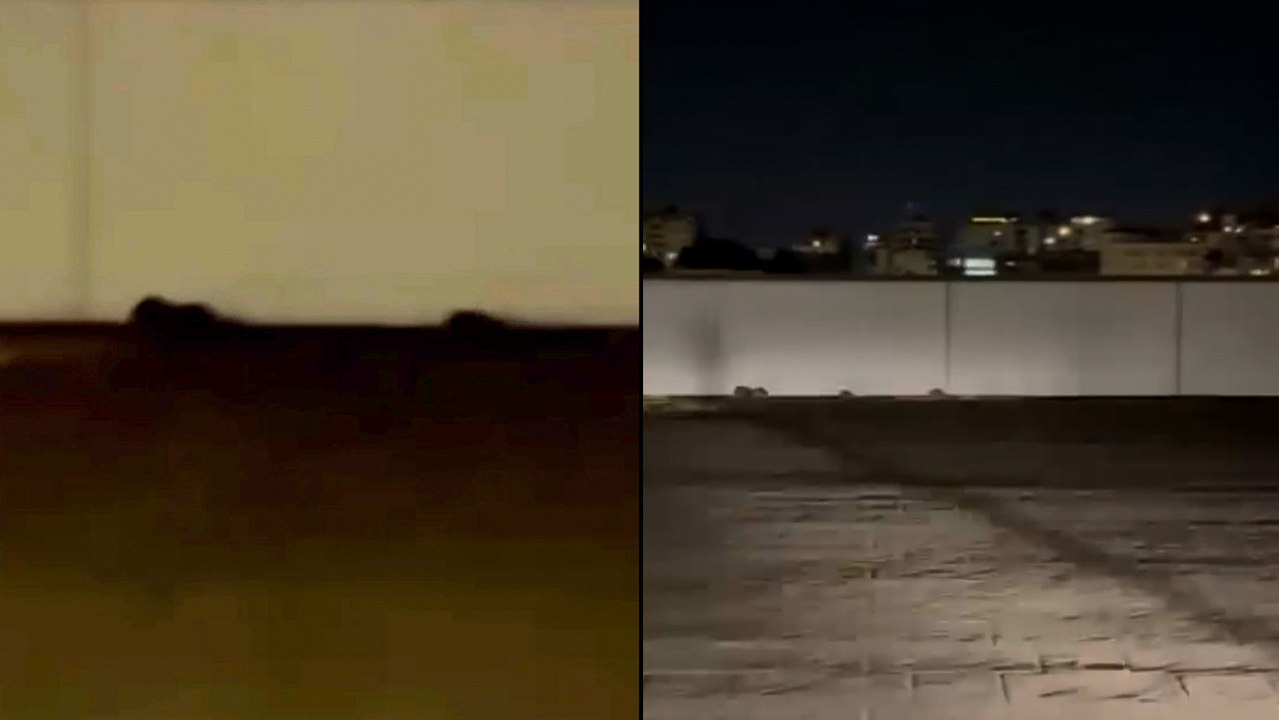 La 'loca de las ratas': una mujer alimenta a roedores y provoca una preocupante plaga en un barrio de Palma