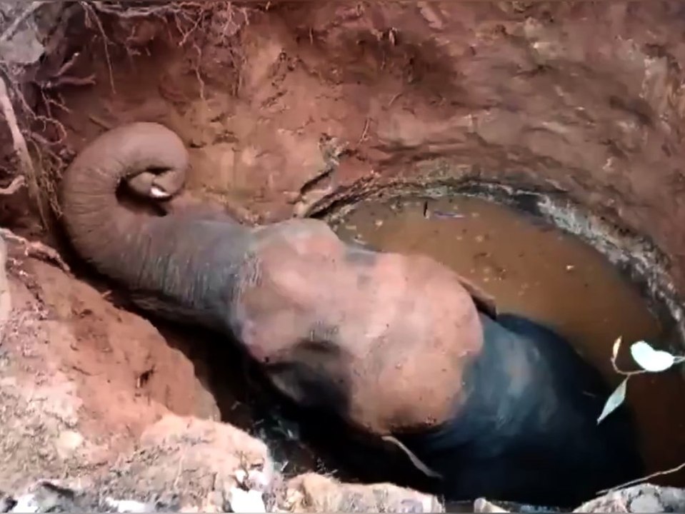 Elefant fällt in Brunnen: Anwohner stoppen Rettung