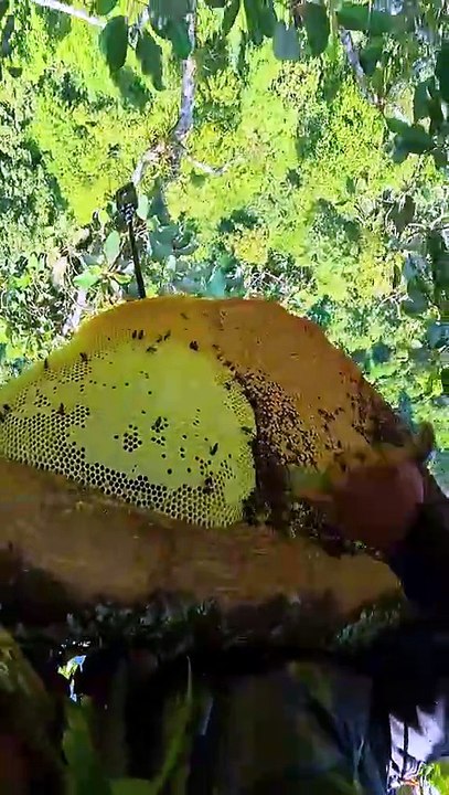 betuk madu 10kg #honeybeedance #nature #hiking #honeybeesting