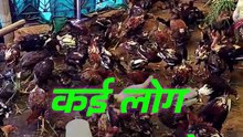 शुरुआत करना आसान है, टिके रहना ही असली जीत है! 💪🐔 | #murgipalan #desibusiness #poltryfarming #shorts