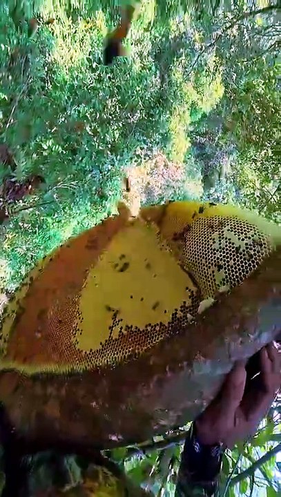 madu mungil #honeybeedance #nature #honeybeesting #honeybird
