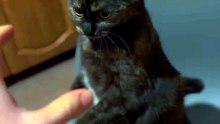 «Tiny claws, big attitude. This is what happens when playtime gets serious! Share this with someone who needs a smile today.»