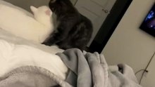 Sibling Cats Caught on Camera Sharing Affection!