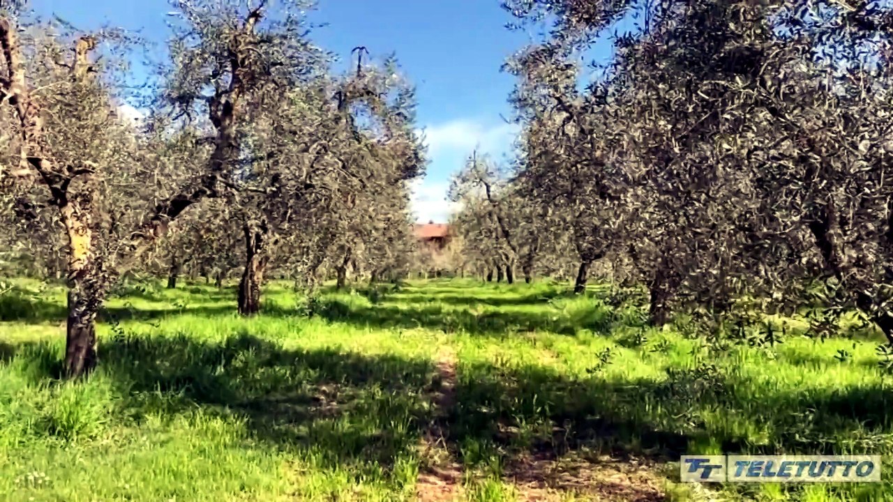 Video News - Un piano per salvare gli oliveti a rischio sul Garda