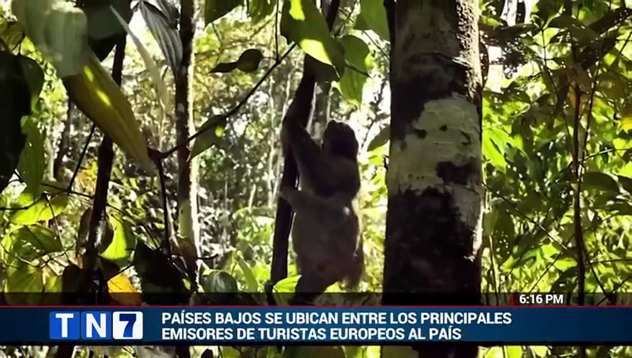 tn7-plyas-volcanes-y-bosques-toman-protagonsismo-en-paises-bajos-120426 [Full Movie]