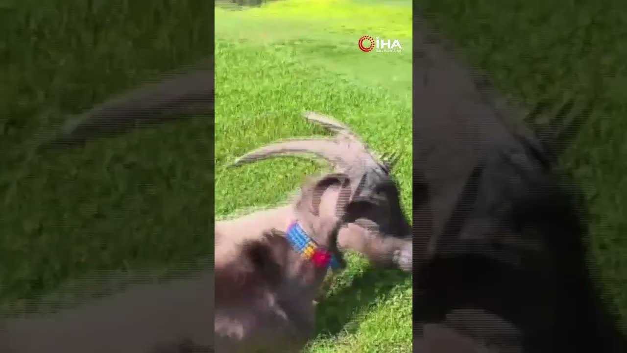 Keçinin bardaktan çay içtiği görüntüler herkesi tebessüm ettirdi