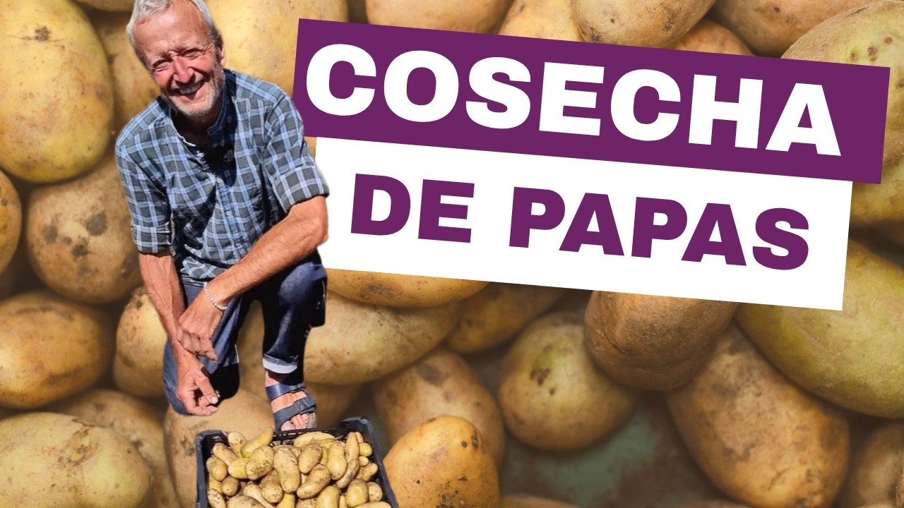 Cosecha de Papas Sin Excavar: ¡39 kg en 79 Días! Replantamos Puerros el Mismo Día | Jardín de Julio