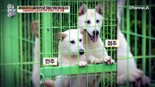 순금 지도 선물 받고 답례로 풍산개 두 마리 보냈다?! 뻔뻔한 김일성의 마음 전달