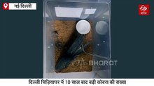 दिल्ली: चिड़ियाघर में 10 साल बाद बढ़ा भारतीय कोबरा का कुनबा, तीन बच्चों का हुआ जन्म