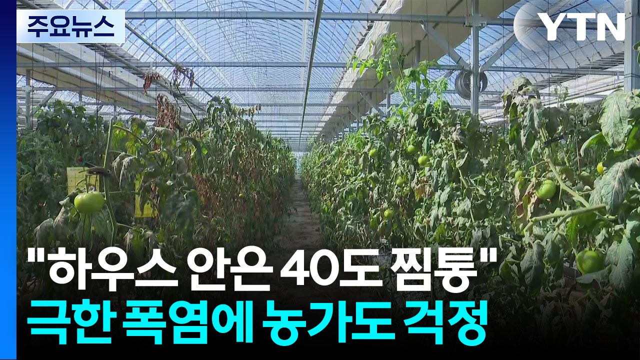 "하우스 안은 40도 찜통"...극한 폭염에 농가도 걱정 / YTN