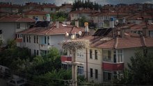 Kastamonu'da leylekler kent merkezini mesken tuttu