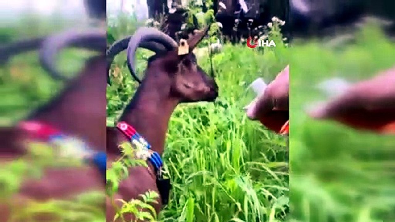 Rize’de Bardaktan Çay İçen Keçi Sosyal Medyada İlgi Odağı Oldu