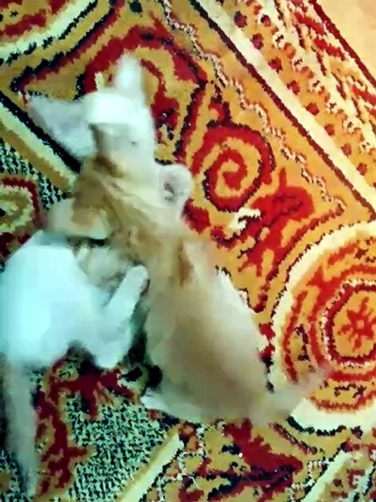 3Tiny Kitten vs Big Kitty – The Cutest Play Fight Ever! 😻