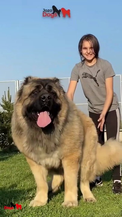 These powerful and imposing dogs are very gentle and careful with children. It is hard to describe just how affectionate they are—you simply have to love them. 🥰 #pet #dog #dogs #jozodogs #doglover
