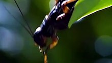 Esse Peixe Atira Água Para Derrubar Insetos