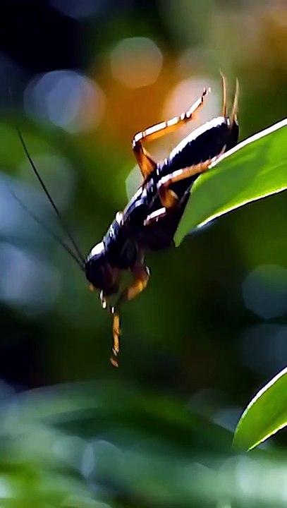 Esse Peixe Atira Água Para Derrubar Insetos