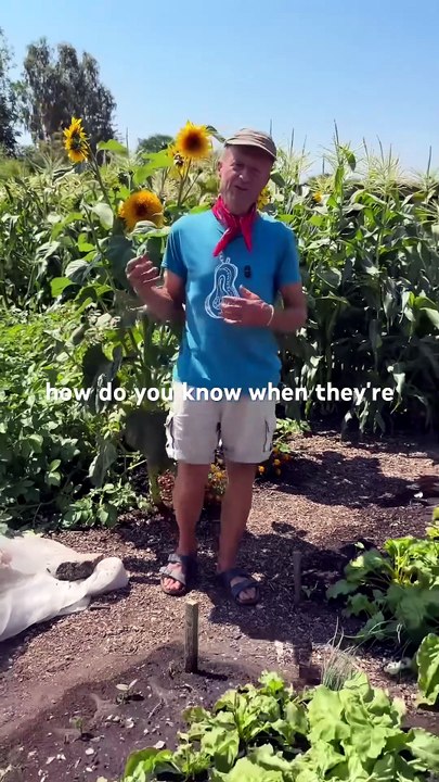 Comment savoir quand récolter les oignons dans son jardin ?