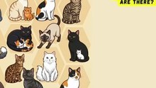 #CatPuzzle 🐈🧩 How Many Cats Are There? (Part 4) 🐈‍⬛