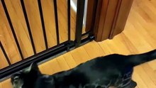 Bengal Cat and Kitten Face Off at Child Safety Gate