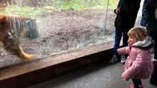 Heartwarming Encounter: Amber and a Young Tiger at Dublin Zoo