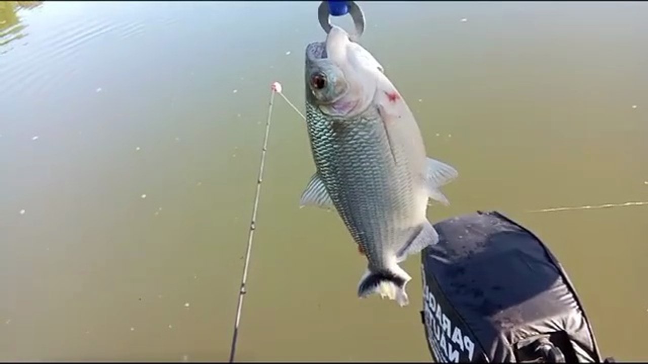 Hoje foi dia só de pegar piabanha coisa linda #aventuraaoarlivre  #dicasdepesca #pescaesportiva