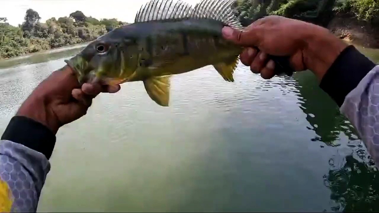 Hoje foi o dia dos brutos amarelos #linhadepesca #fishing #rededepesca #tucunare