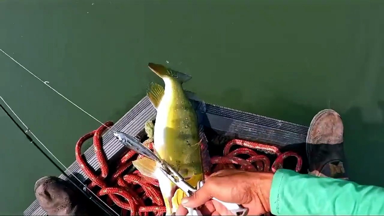 Hoje foi um atrás do outro só  os top #pescaria #linhadepesca #fishing #pescariaesportiva