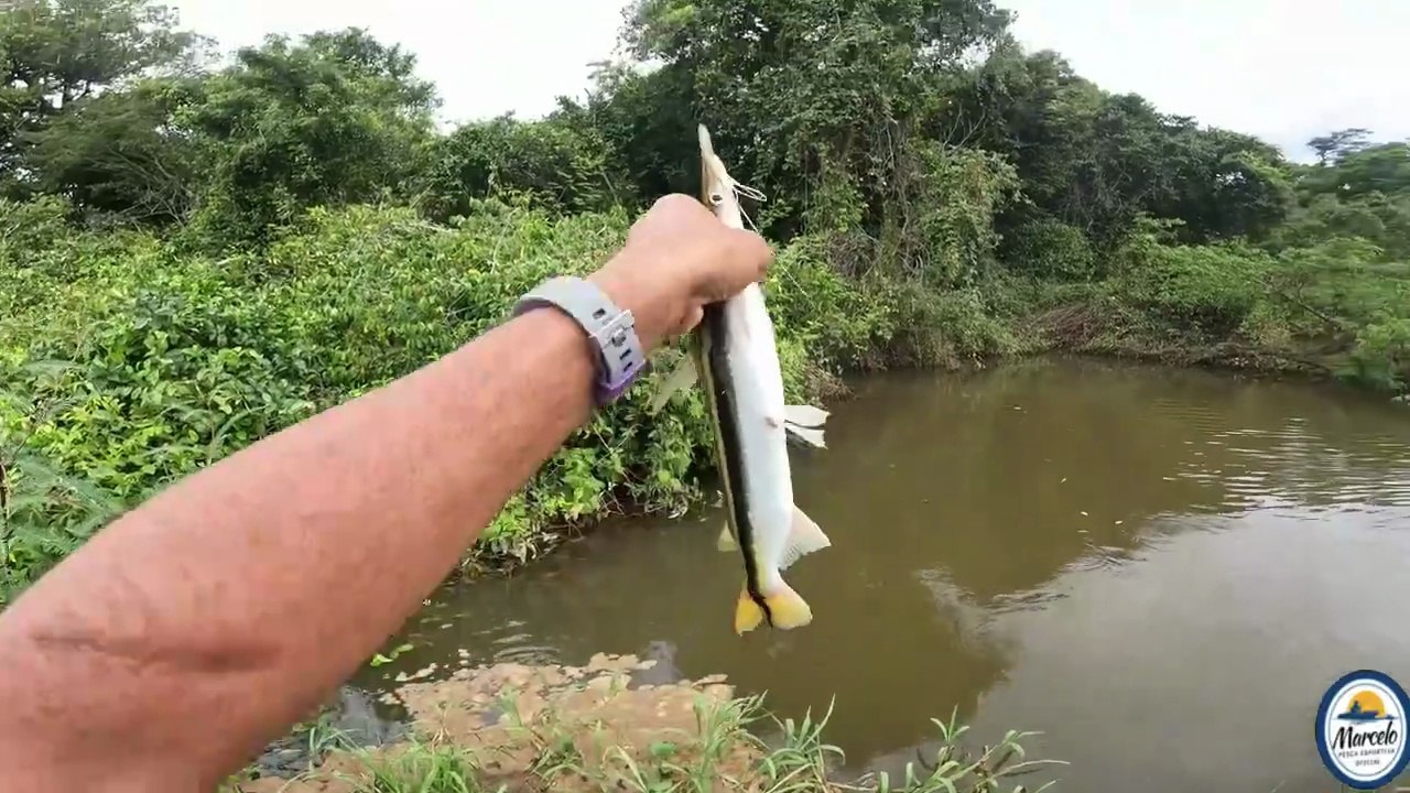 HOJE PEGUEI FOI SÓ (bico-de-pato) #PescaEsportiva, #Pescaria, #Peixe, #Natureza