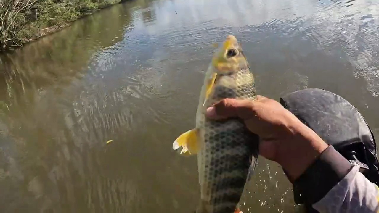 HOJE SÓ PEGUEI PIAU FLAMENGO #PescaEsportiva, #Pescaria, #Peixe, #Natureza