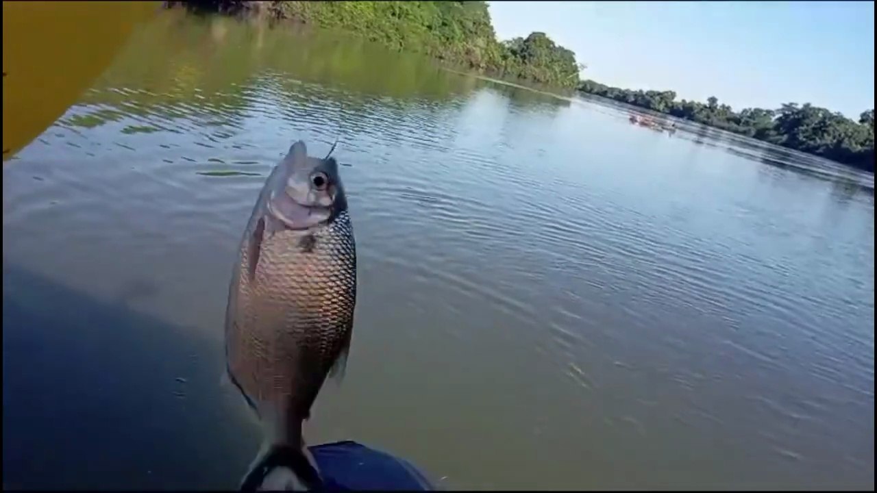 HOJE TIVEMOS UM PULO BONITO #PescaEsportiva, #Pescaria, #Peixe, #Natureza, #AventuraAoArLivre