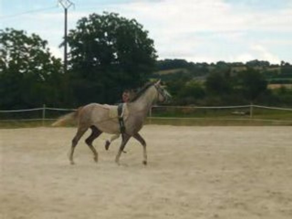 Pash LR (2)