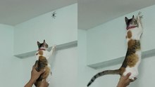 Brave Cat Tackles Owners' Late-Night Spider Dilemma
