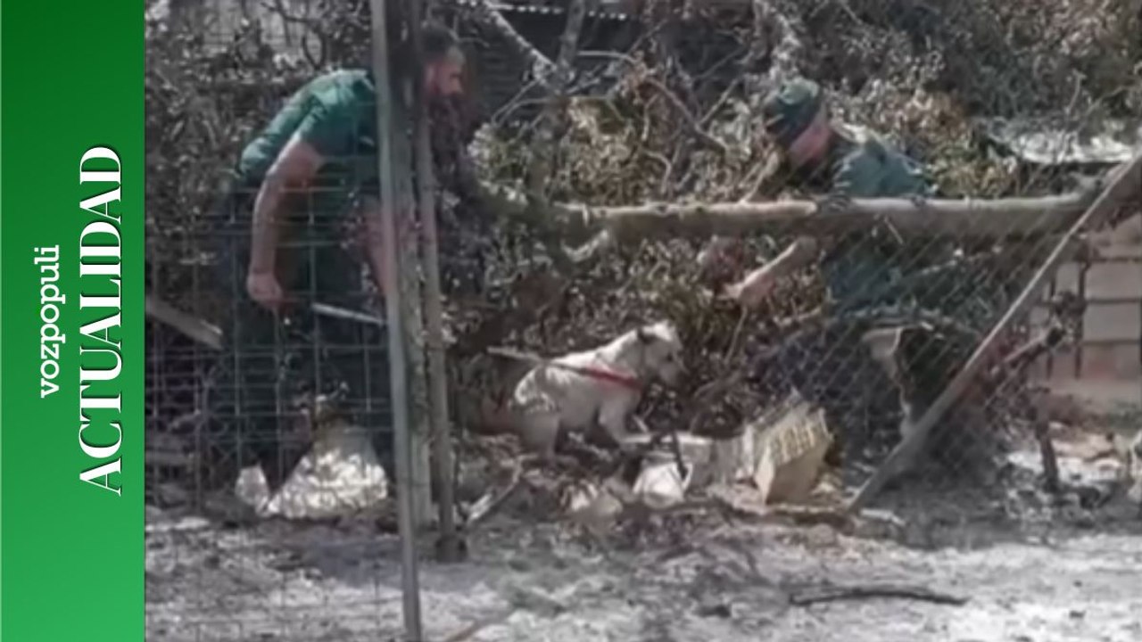 La Guardia Civil rescata a un perro que había quedado  atrapado en la zona extinguida del incendio de Los Gallardos