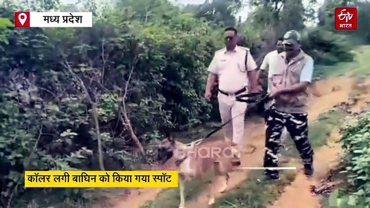 मिल गई बांधवगढ़ टाइगर रिजर्व की कॉलर वाली बाघिन, एक जुलाई से थी गायब