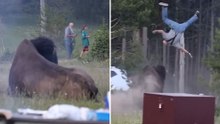 Yellowstone bison launches tourist 8 Feet into the air in shocking attack