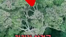 El árbol que recibe un rayo para sobrevivir