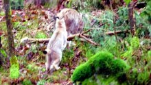 Documentaire - le lynx