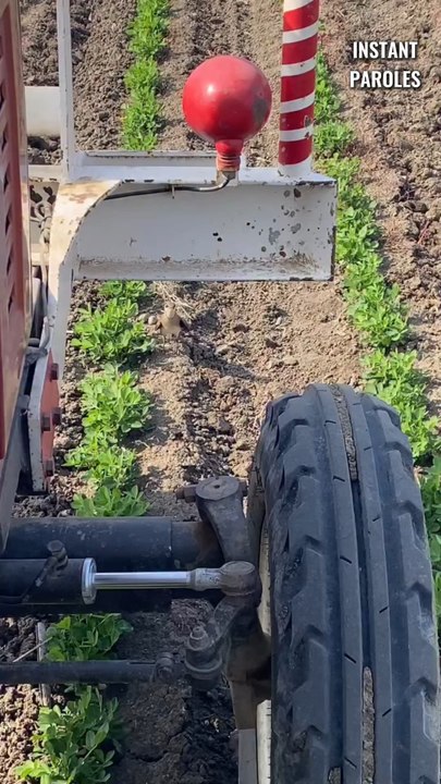 Cet oiseau fait arrêter ce tracteur pour une bonne raison