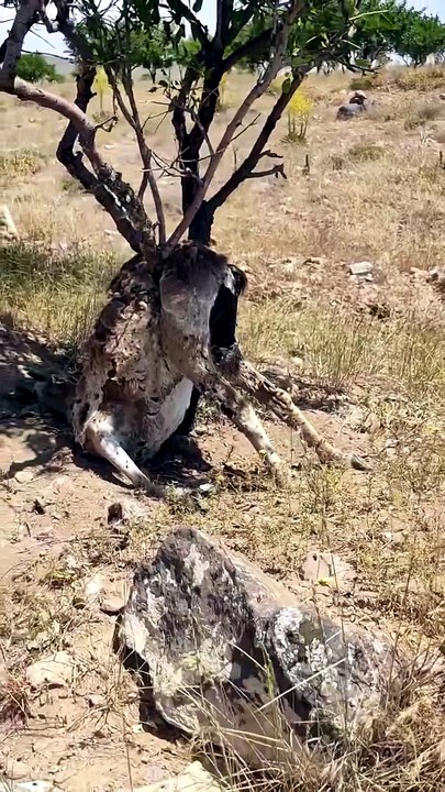 Most Scary Death in Wildlife 🔥