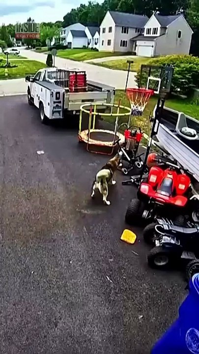 Brave Husky Rescues Child From Charging Bear