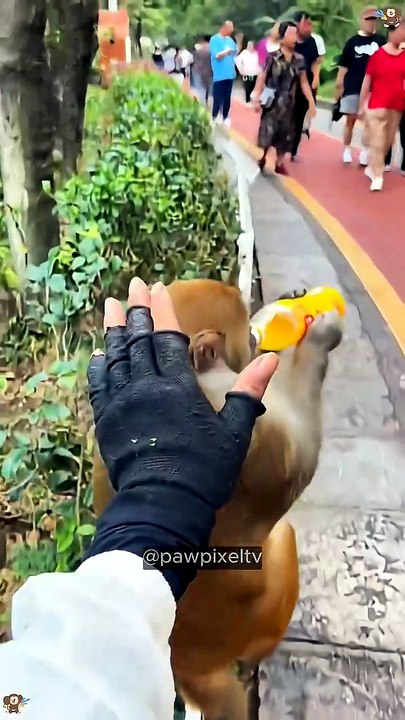 Hilarious Monkey Compilation 🐒 #funnyanimals #shorts#funnyanimals #shorts