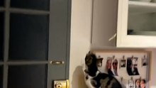 Australian Woman's Cats Serve as 'Guardians' Against Spiders