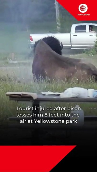 Tourist injured after bison tosses him 8 feet into the air