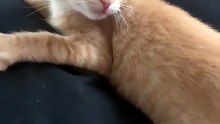 #funny_pets_animals_funny